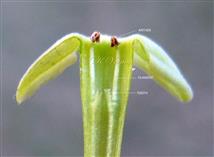  Stamens with appendages